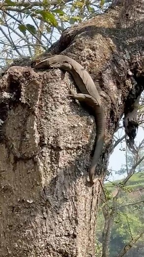 Udumbu" (ഉടുമ്പ്) Monitor lizard