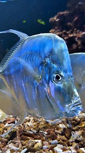 🐟🐟🐟 Lookdown (Selene vorner) #lookdown #selene #vorner #horsehead #aquariums #marinefish #oceanlife #sea #seacreatures #fishtank #fishkeeping #ocean #aquatics #reefaddict #reef #reeftank | Oliver Knott