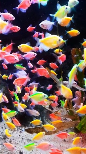 Relaxing colorful tetra fish EP 61 #tetrafish #colorfulfish #fish #aquarium #aquariumfish