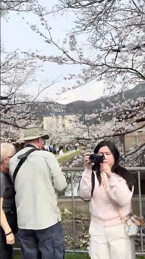 蹴上インクライン の満開桜 Keage Incline Full Sakura Bloom
