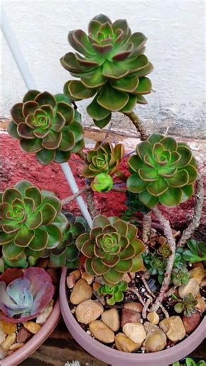 #Cachoeira do Sul RS #suculentas #shortsyoutube
