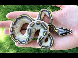 Unboxing The Pastel Highway Project