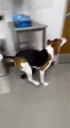 Dramatic American Foxhound Launches Into High-Speed Zoomies After Vaccine Poke