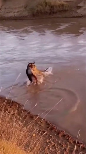 Sunset Leap: Wildebeest Daring the Riverbank