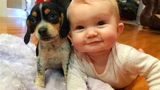When Your Dog Is the Best Babysitter – Funny Dog Moments