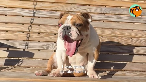 This mystery dog showed up on a farm - and found his forever friends