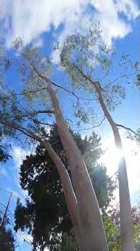 3 of many species of Eucalyptus trees that grow on the Gulf Islands