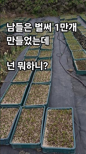Making Haskap Berry Vanilla Fraise Spring Cuttings and Seedlings