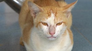 Domestic cat with orange eyes meowing under the motor cycle. rainy day. close up view. natural cat sound in rainy day.