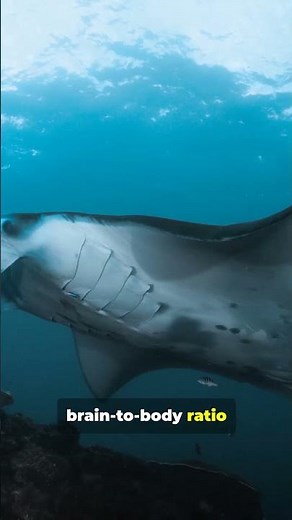 🌊🛸 Manta Ray | The Gentle Giant of the Ocean 🐠✨ #wildlife #animals #naturevideo #facts #fact