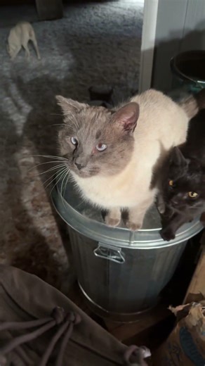 All my rowdy friends