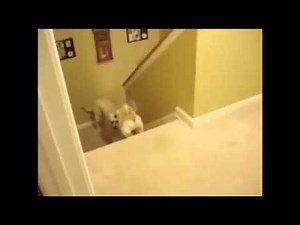 Dog Teaches Baby vs Cat Teaches Baby