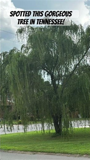 Trees I Discover! #WeepingWillow #TreeLover ￼#YouTubeShort