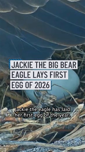 2026 eagle watch has officially begun! 🦅⁠ ⁠ Almost exactly one year after laying her first egg of 2025, Jackie the bald eagle in Big Bear welcomed the first egg of 2026 on Friday.⁠ #nbcla | NBC LA