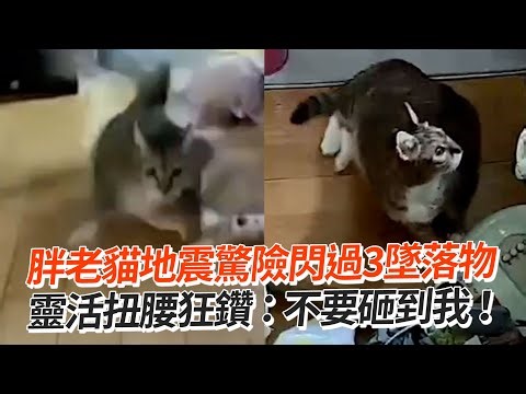 19歲胖老貓地震「靈活閃過3墜落物」 如拍動作片衝客廳避難😰｜貓｜寵物動物
