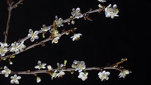 Plum Blossom, Blossoms, To Flourish. Free Stock Video