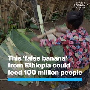 18K views · 433 reactions | This Ethiopian staple could be vital in...