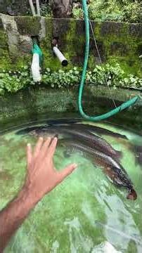 200kg 😍 shoking 5 facts