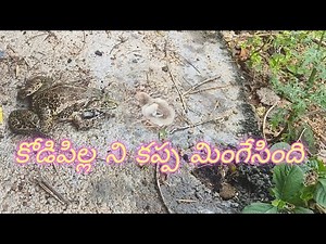 Frog swallowed chick mrviswateja poultry #trending #viral