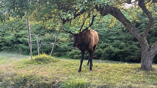 Whidbey Island's loneliest resident