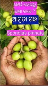 Unlocking the Medicinal Secrets of Spondias pinnata (Ambada)