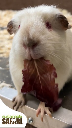 HIP-HIP HOORAY! It's Guinea Pig Appreciation Day! 🥬🥬🥬🥬🥬🥬🥬🥬🥬 Check out our interactive brochure… https://sustainablesafari.net/services-brochure/ Sustainablesafari.Net #maplewoodmall #twincities #minnesota #exploremn #zoo #animals #animallovers #animallover #stpaul #mn #animalsofinstagram #cuteanimals #sustainablesafari #maplewoodmall #Minnesota #Guineapigday #guineapigs #Guineapigsasmr #asmreating #asmrsounds #asmrsounds | Sustainable Safari