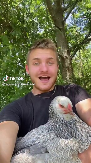 Rare Blue Brahma Chickens: Breeding Secrets Revealed