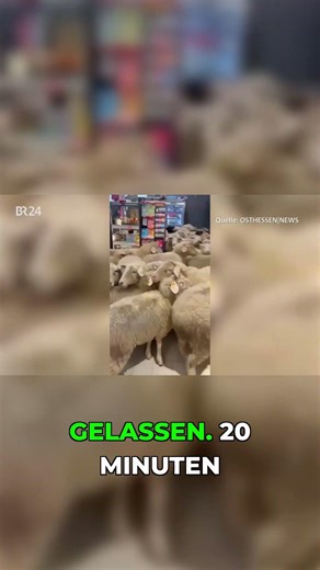 Schafe im Discounter? Wirklich passiert!