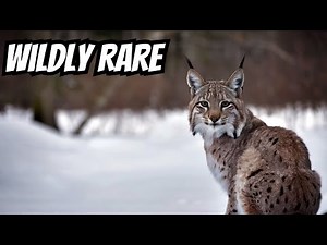 Wild Canada Lynx Facts You Won't Believe Are True!