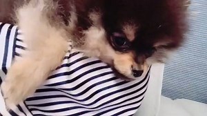 30 reactions | 180204 Taehyung đã tweet Tan-ie xinh đẹp của chúng ta, Yeontan-ie Bangtan-ie~~~~ oojjyoojjyoo* (biểu cảm thương mến ><) Yeotan dễ thương quá #BTS #ARMY #YEONTAN #TAEHYUNG #V Cre: https://twitter.com/BTS_twt/status/959949420954447872 | BTS SEOUL - ARMY's Vietnamese Fanpage | Facebook