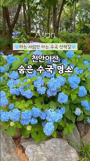 🩵천안아산 숨겨진 여행지 | 수국명소 |복잡한 수국축제말고 힐링되는 수국길 산책 어때? #충남여행 #travel #국내여행 #여행지 #충청남도 #여행지추천 #힐링여행 #윤슬여자