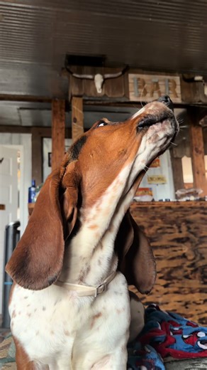 Tips for Teaching Your Basset Hound to Howl