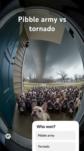 Pibble vs tornado