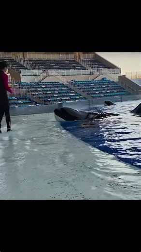 Exploring Orcas: Nature's Majestic Marine Mammals