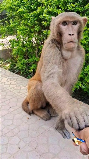 #monkey funny #face #reaction video