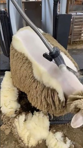 Sheep Shearing with Modern Equipment: Faster and More Precise🐑🐾
