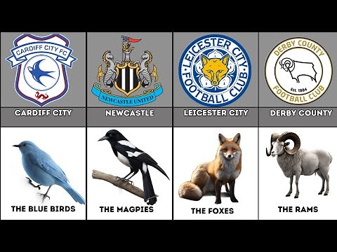 Football Team Logos and Their Animal Symbols | Unique Nicknames