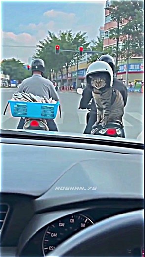 #trend #cat #editshorts