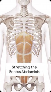 The rectus abdominis can become weak and elongated, just like any abdominal muscle. However, if your client sits a lot or has rounded shoulders, this muscle is often tight and could benefit from a proper stretch. Think elongation, not hyperextension. Low cobra on elbows or a standing overhead reach can open things up safely and effectively. | Body Blueprint Fitness Education | Facebook