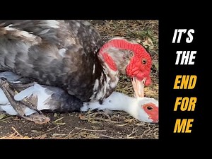 Duck farming : Muscovy duck mating