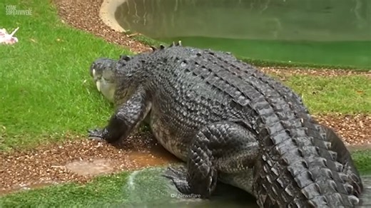 500 kilograms of crocodile, a 3,700 PSI bite - then he let go of his wife’s hand to save her