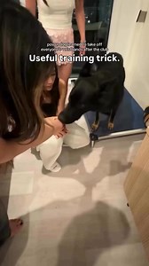 A super useful training trick. We’ve all misplaced our scissors and then been trapped in a wristband for days before. I have been. This is a simple tug trick that actually works. Good dog! #dogtrainer #dogtrick #trickdog | Thinking Canine