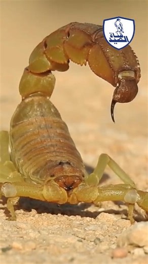 🦂 The Deadly Yellow Scorpion ⚠️ | Nature’s Hidden Danger 🌵 The yellow scorpion 🦂 is one of the most dangerous creatures in the desert 🌵. Its venom 💉 can cause severe pain 😖 and even life-threatening reactions 🚨. Watch this reel 🎥 to discover the hidden danger of this tiny but powerful predator 🐾. #🦂 #YellowScorpion #⚠️ #DeadlyCreatures #🌵 #Wildlife #NatureReels 🎥 #Venomous 💉 #ScorpionAttack #DangerousAnimals 🐾 #AnimalWorld #WildlifeOfTheDay | عيش حياة البراري