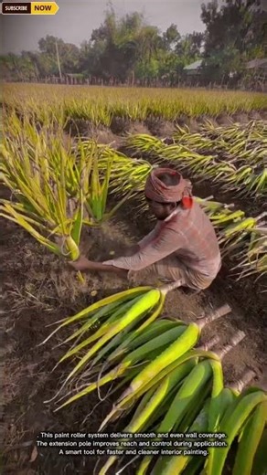 Efficient & Careful Aloe Vera Harvesting Method for Leaf Cutting and Crop Collection in Open Field