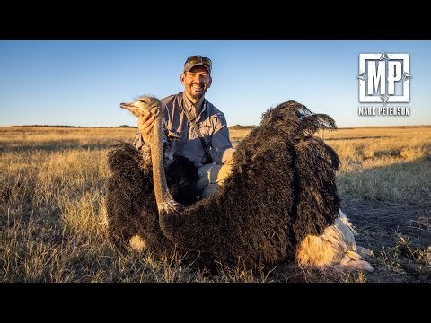 My First Ostrich, South Africa Plains Game 2 of 2 | Mark Peterson Hunting
