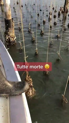 #Fish hunting #animals #fishing#hunting#shorts #viralshort