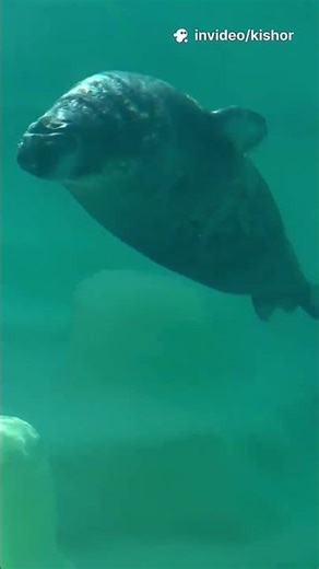 Why Seals Are So Cute 😍 Amazing Seal Facts