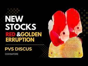 New stocks Discus at PVS DISCUS | Hi quality Imported discus in INDIA