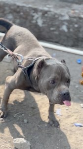 6K views · 36 reactions | American Bully Dog at Choudhary Goat Farm Mumbai | FSA Entertainment | Facebook