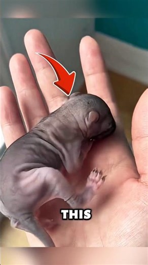 poor baby squirrel rescue #animals #shorts #rescue